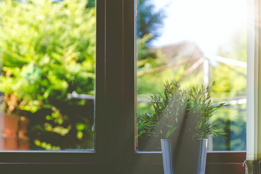 Plant on windowsill with sun shining through glass.